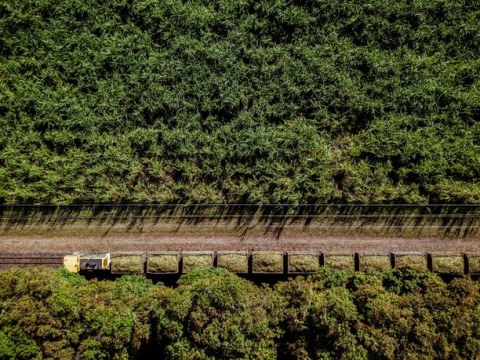 Perspectives / A teaspoon of sugar for local cane farmers?