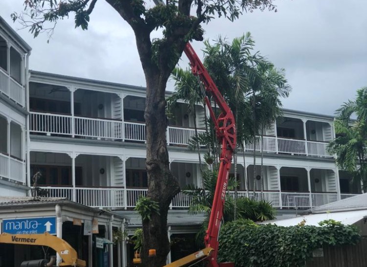 Dr Doug Quarry / Is the destruction of the Courthouse Hotel mango trees a justified health hazard?