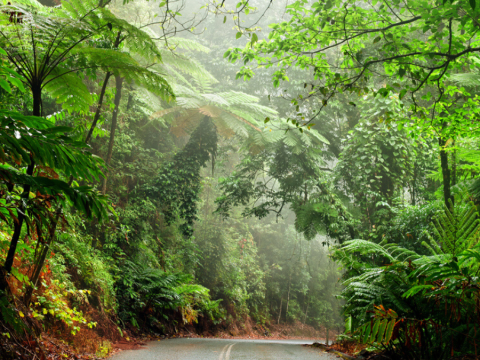 doulgas news network rainforest conservation block