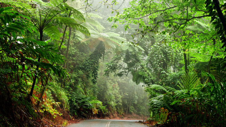 UNDER THREAT / Daintree Conservation Block doulgas news network rainforest conservation block