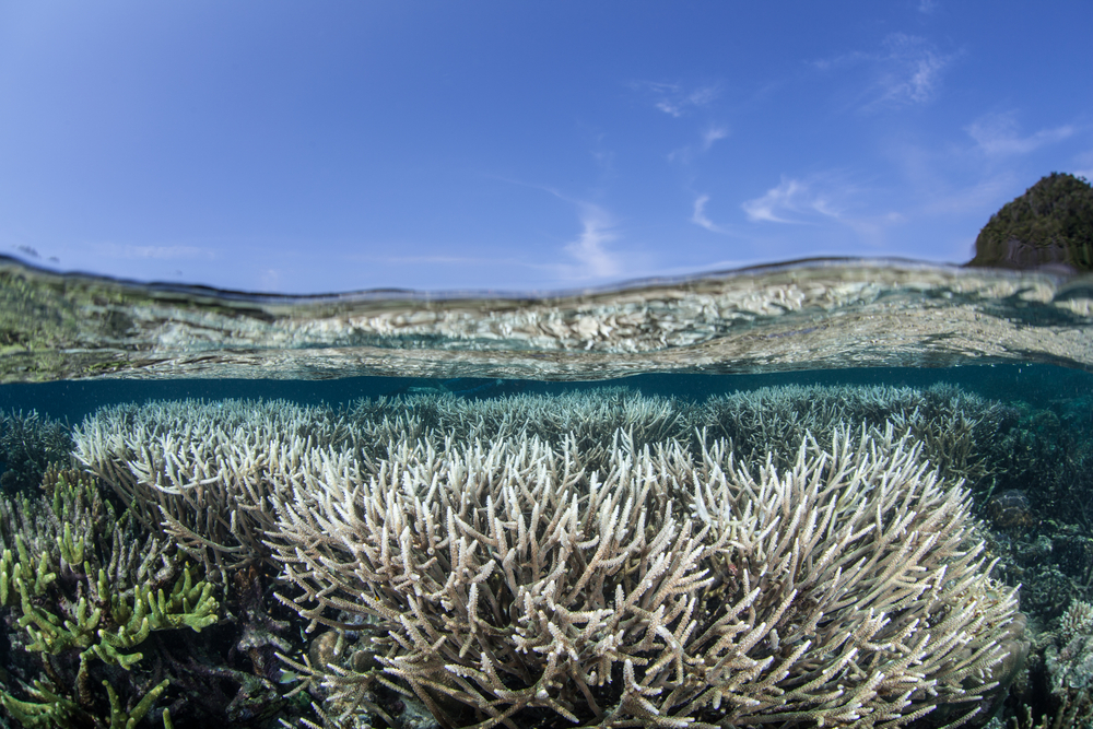 douglas news network coral bleaching