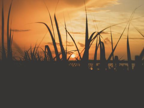 sugar-cane-mossman-mill