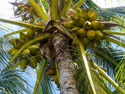 Response / Environmental Report on the early existence of coconuts in Australia coconuts