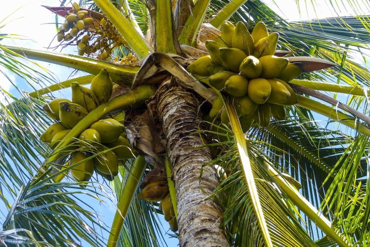 Response / Environmental Report on the early existence of coconuts in Australia coconuts