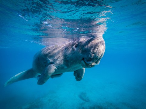 dugong