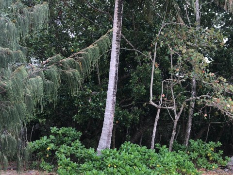 A Closer Look / At the Beach Casuarina