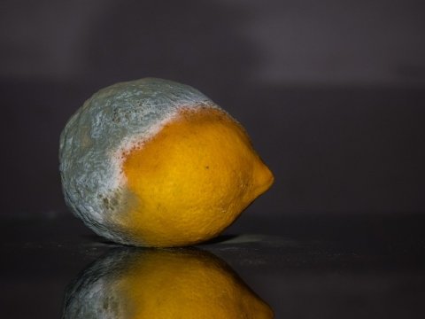 Environment / Rainforest Rescue dismayed by Langley Rd clearing and greenwash