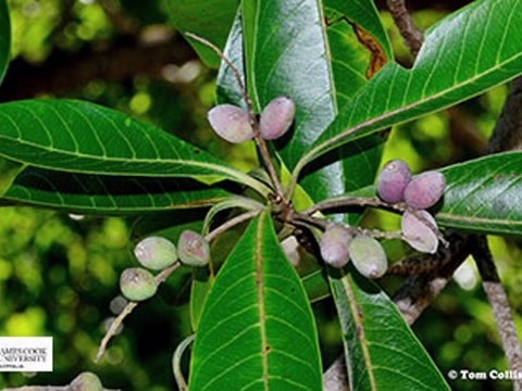 Autumn Colours in Spring
