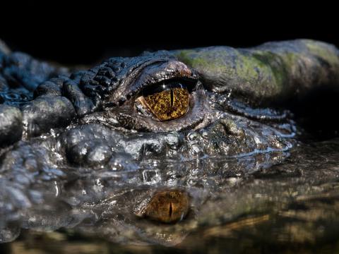daintree crocodile