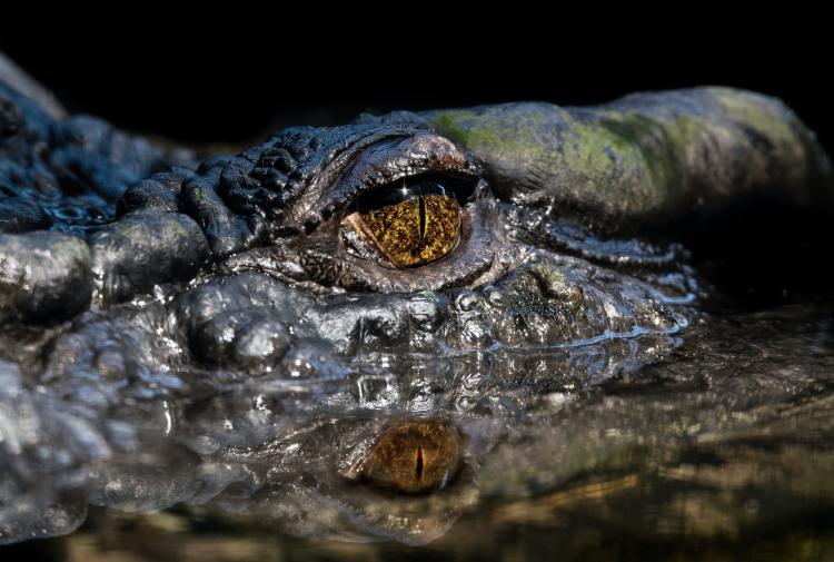 The link between crocodiles and the coral reef daintree crocodile