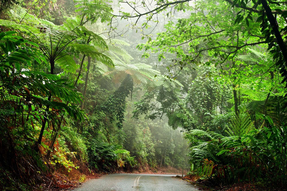 daintree river crossing