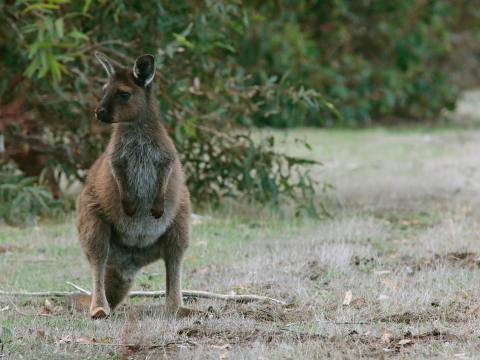 In your backyard / Wallabies exposed to common weed killer have reproductive abnormalities