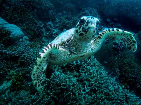 Environment / Natural resource projects for the GBR receive $28m federal funding