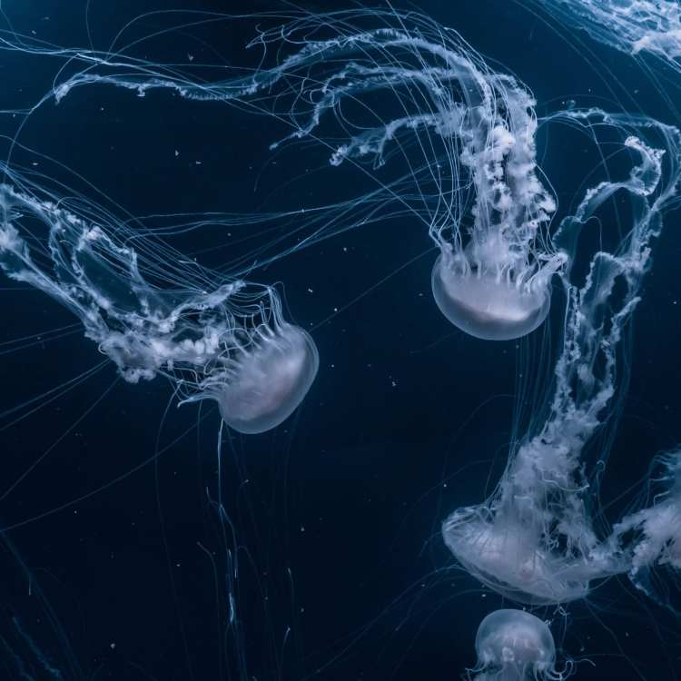 STINGERS / Up Close and Personal