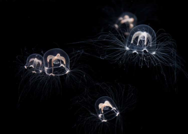 STINGERS / Blob or Weaponised Brain?