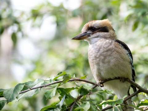 AUSTRALIA DAY AWARDS / Announcing the Douglas Shire Nominees