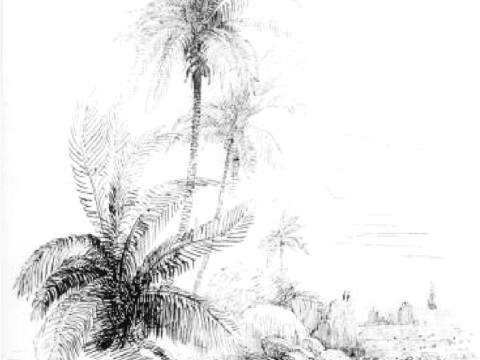 native coconut