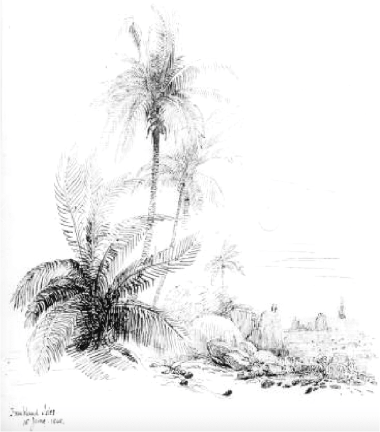 native coconut