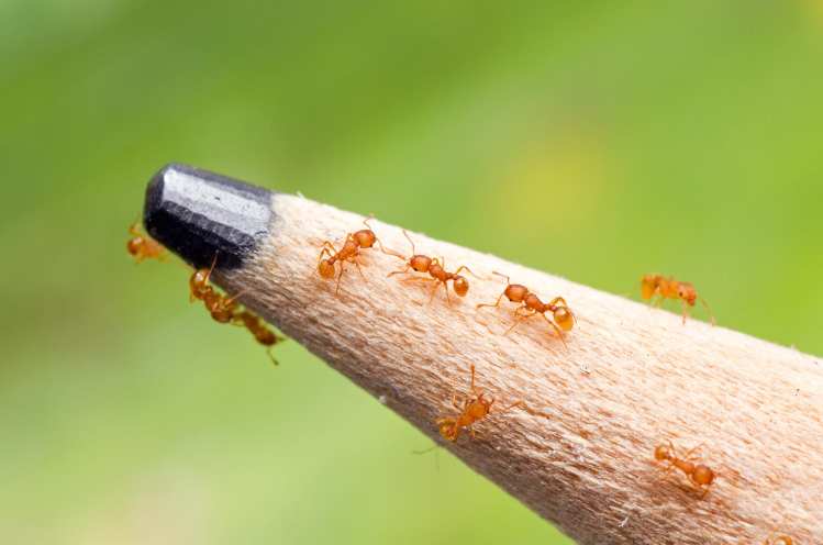JOIN THE ANT HUNT / Free Yard Check