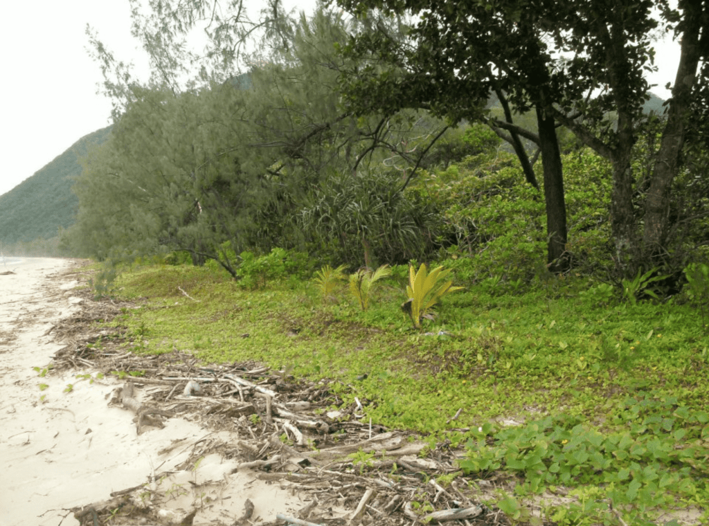 littoral forest daintree
