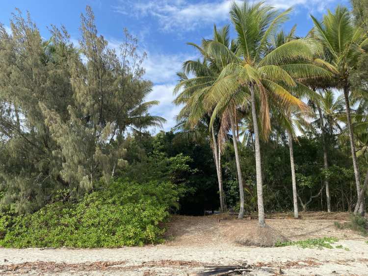 OPINION / Our Threatened Littoral Forests, and Why They are so Important littoral forest along four mile beach