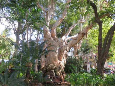 Community Heritage Advocate’s Clash with Cairns Council Heads to Court Veteran 400 year old Melaleuca tree, Palm Cove, Cairns