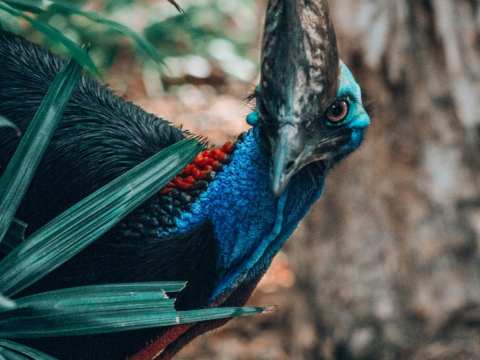 In Australia, the southern cassowary is only found in North Queensland, while Mabi forest is unique to the Wet Tropics region.