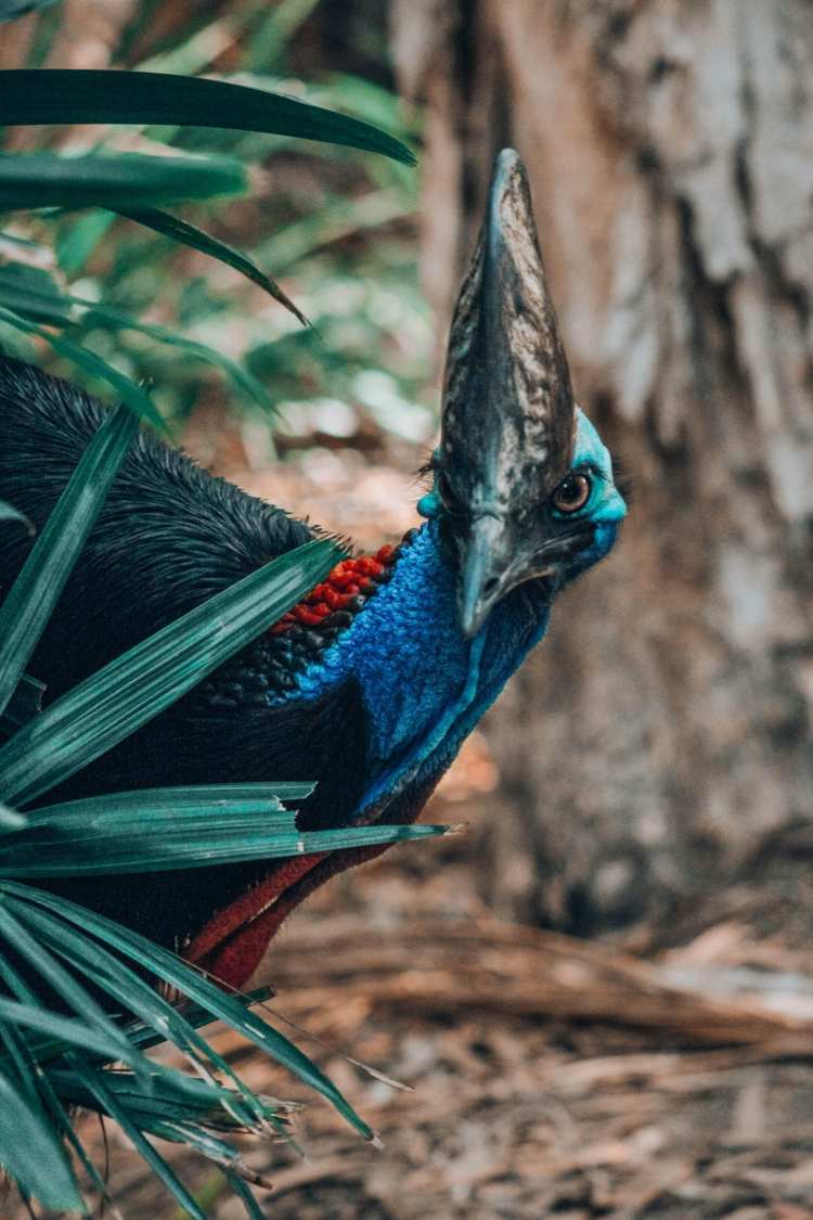 Douglas Shire Council & Indigenous Rangers Build Rainforest Resilience at Wangetti Beach In Australia, the southern cassowary is only found in North Queensland, while Mabi forest is unique to the Wet Tropics region.