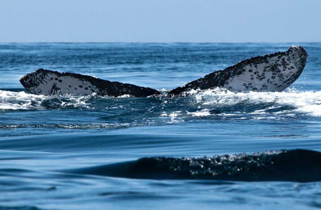 global ocean alliance