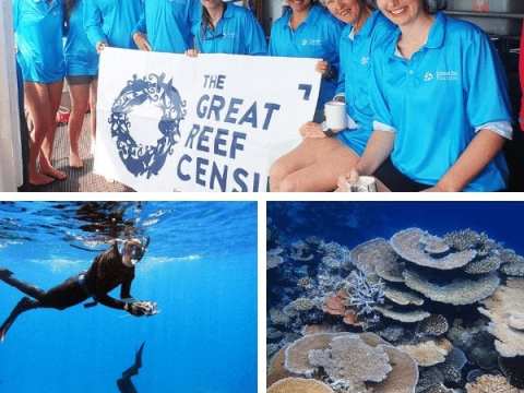 OCEAN CONSERVATION / The Great Reef Census Needs Five Minutes of Your Time Today