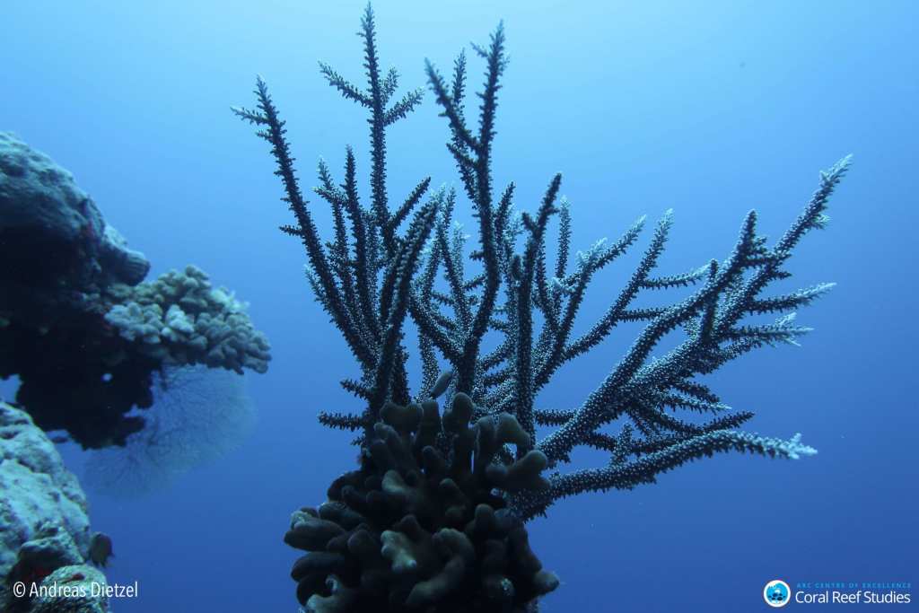 Acroporid coral in the Coral Sea