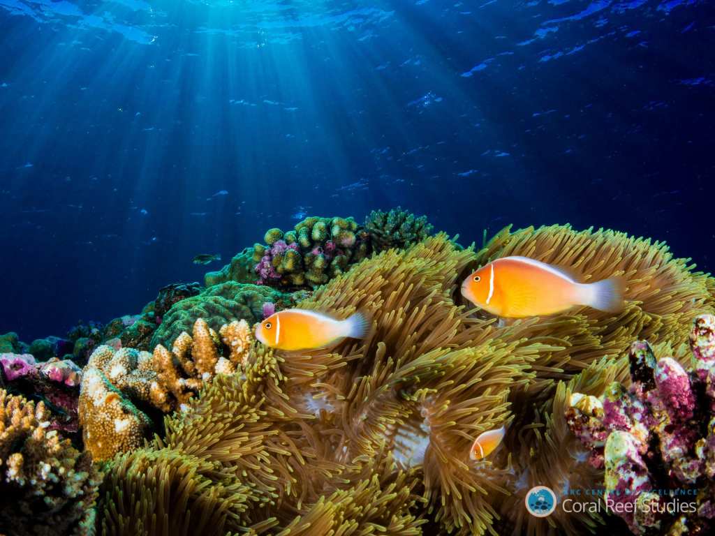  Amphiprion coral on the drop off 