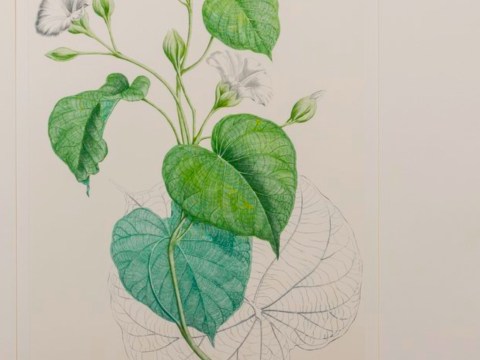 A Closer Look at a Greatly Misunderstood Plant and Rainforest Regenerator