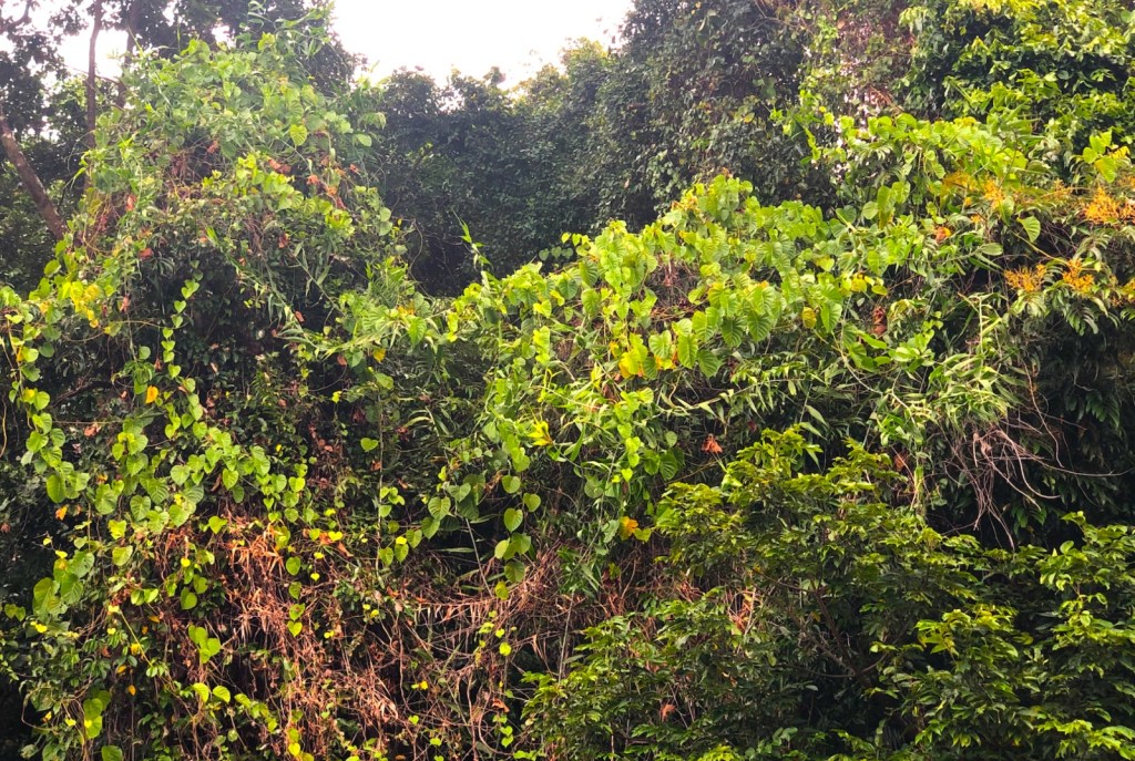 Decalobanthus peltatus can be easily distinguished by its large heart shape leaves growing over trees.