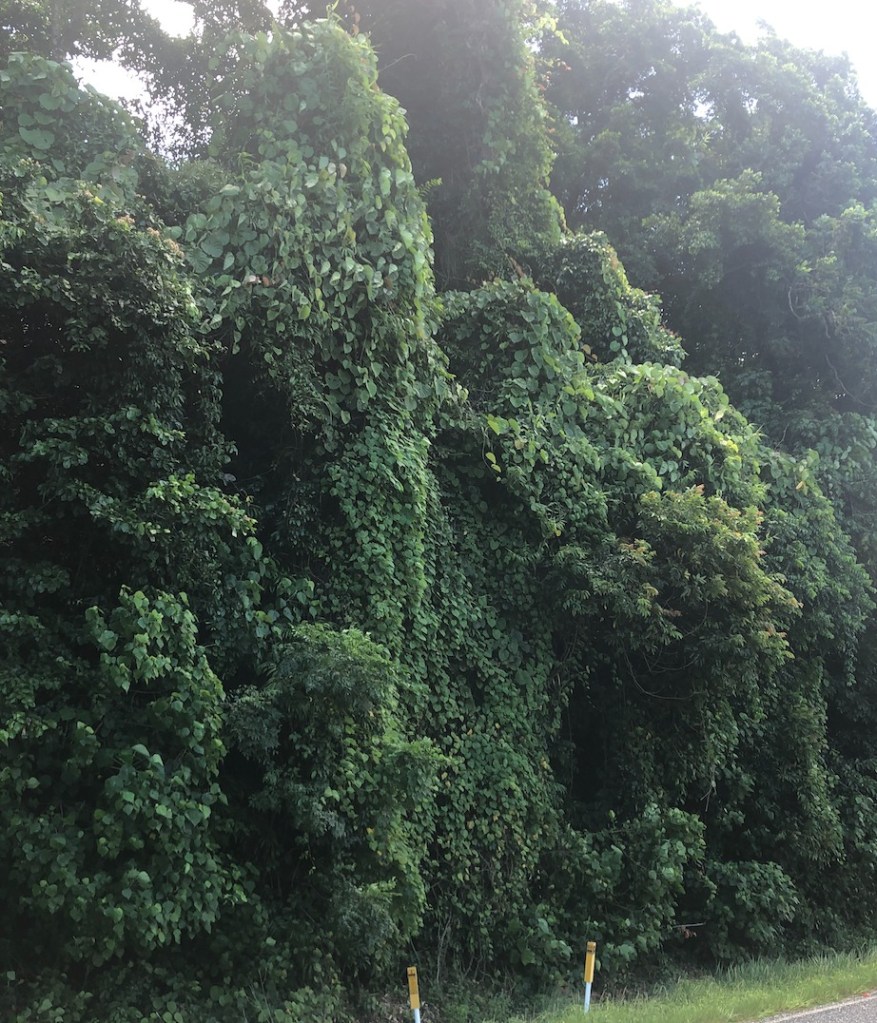 Most people look at this and assume Decalobanthus peltatus is smothering the rainforest trees when in fact it is assisting the rainforest to regenerate. Why is this?