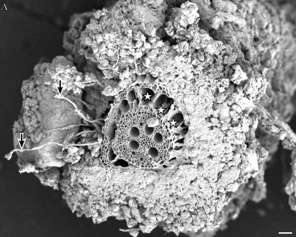 Caption: Picture of a section of wheat root showing the the diversity of microbes surrounding it and growing out into the surround soil particles. This region of is called the Rhizosphere and is fed by the exudates from the roots. Courtesy: Watt et al,  Rates of Root and Organism Growth, Soil Conditions, and Temporal and Spatial Development of the Rhizosphere, Annals of Botany 97: 839–855, 2006