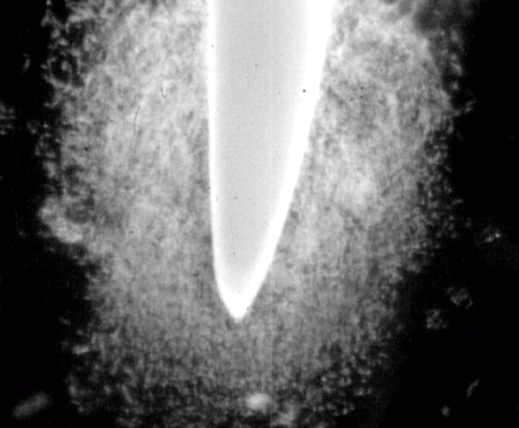 Caption: The exudates from a root tip that feed the soil microbiome. This is the basis of building soil fertility, soil health and microbial biodiversity - the region with the highest biodiversity on the planet. Courtesy Gilberto Curlango-Rivera (University of Arizona, Tucson, Arizona), et al.