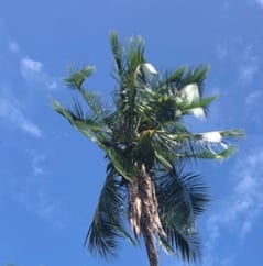 The semi-upright form of  the crown of a niu kafa coconut when not touching other palms.
