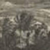 Port Douglas historical coconut palm