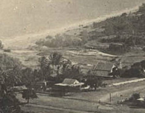 A grove of mature nui kafa coconut palms on Four Mile Beach in 1908. 

