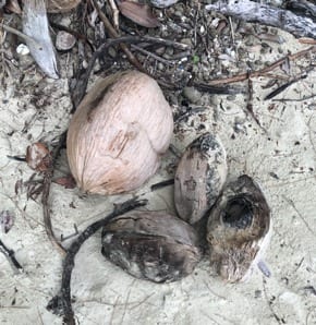 Native wild-type niu kafa and  niu vai coconut palms

