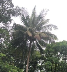 The full dense circular crown of a niu vai coconut palms when not touching other palms.
