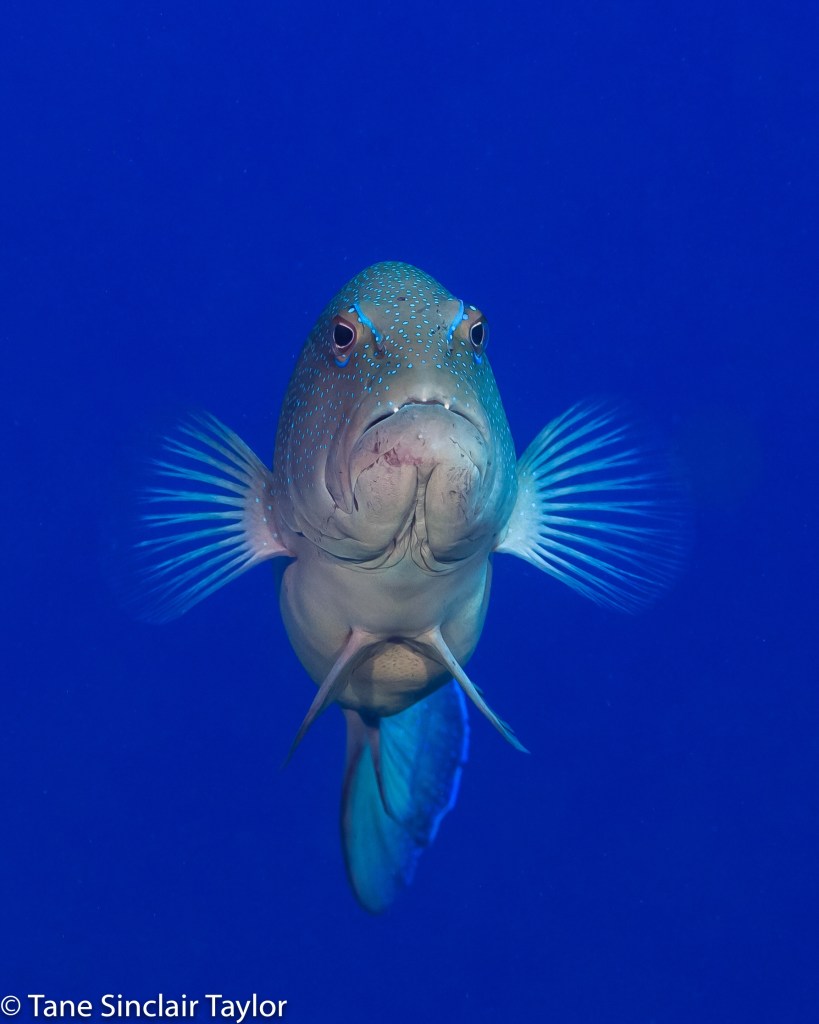 Coral grouper (Plectropomus spp.) are a valuable fisheries species throughout the Indo-Pacific region. Total annual harvest on the Great Barrier Reef average 983 metric tons and the majority are exported live to foreign markets