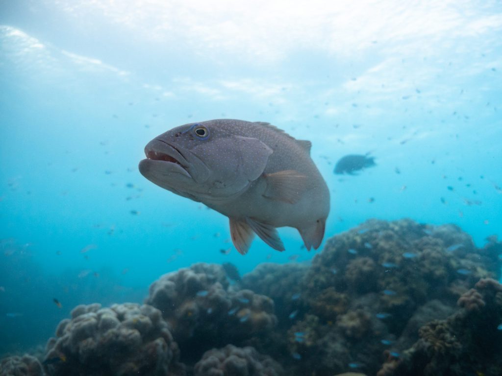 Coral grouper (Plectropomus leopardus). 
