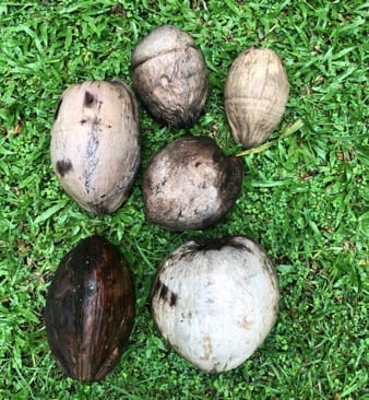 The coconut  on the bottom feft is a niu kafa nut. At the bottom right is a niu vai nut.
