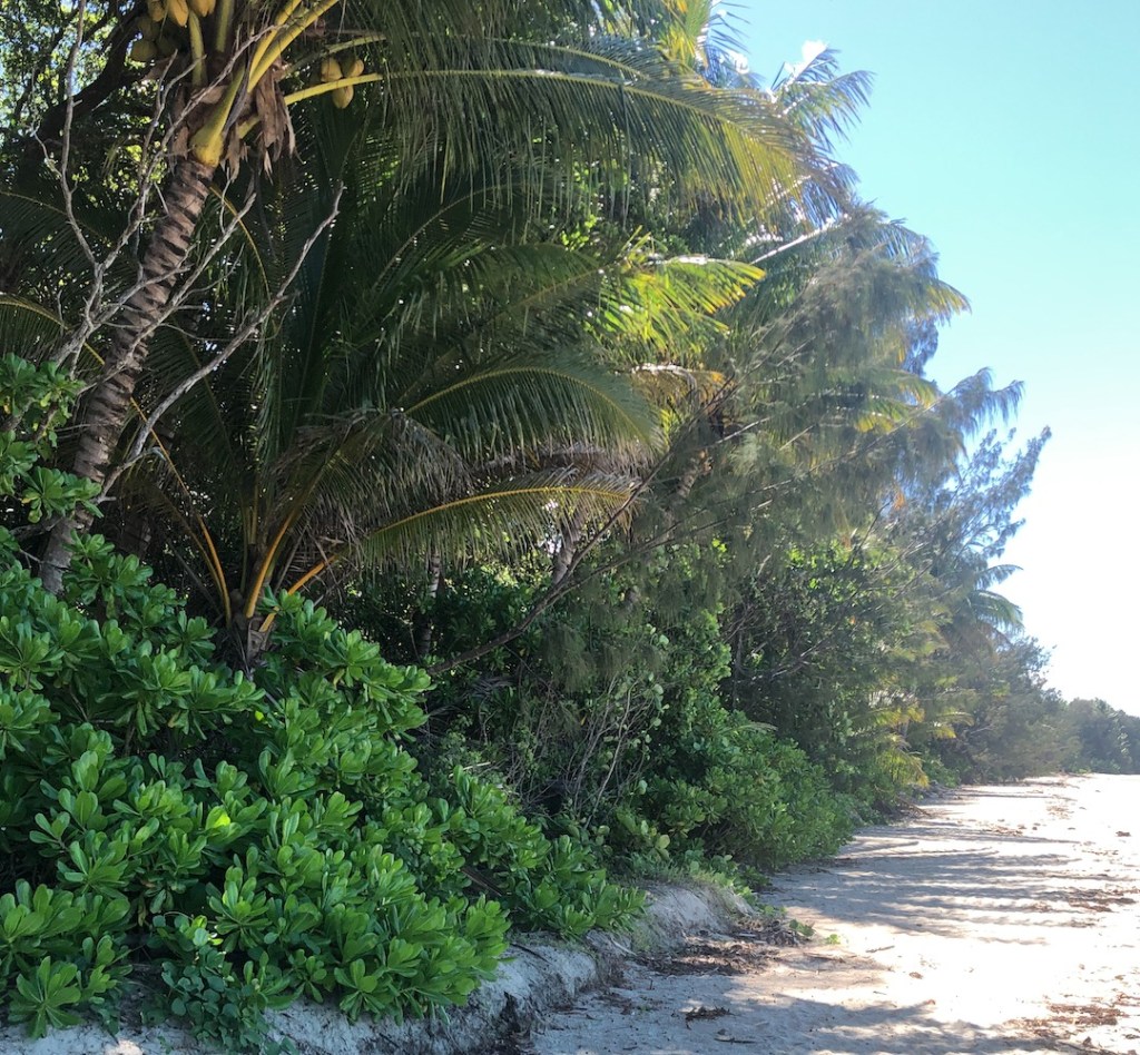 coconut ecology four Mile
