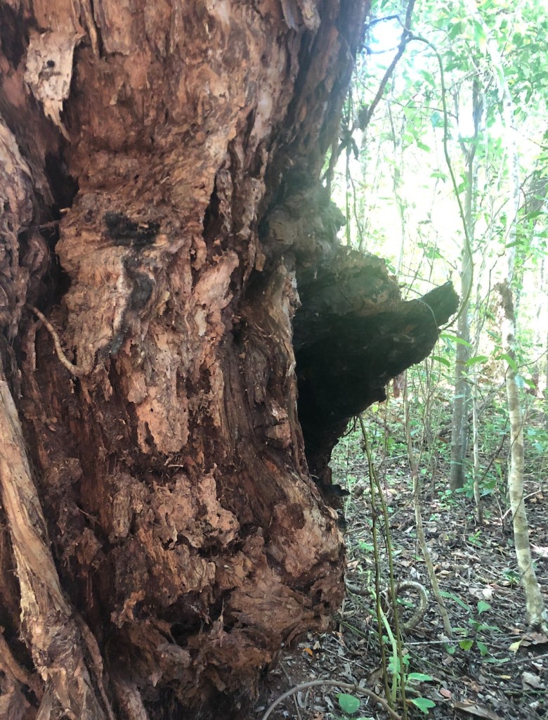 The scar from fires on an old Melaleuca leucadendra tree in the littoral rainforest on Four Mile Beach. 
