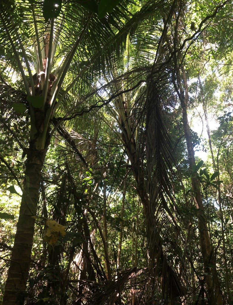 Coconut palms being shaded out by faster growing tree species inside the littoral rainforest on Four Mile Beach.