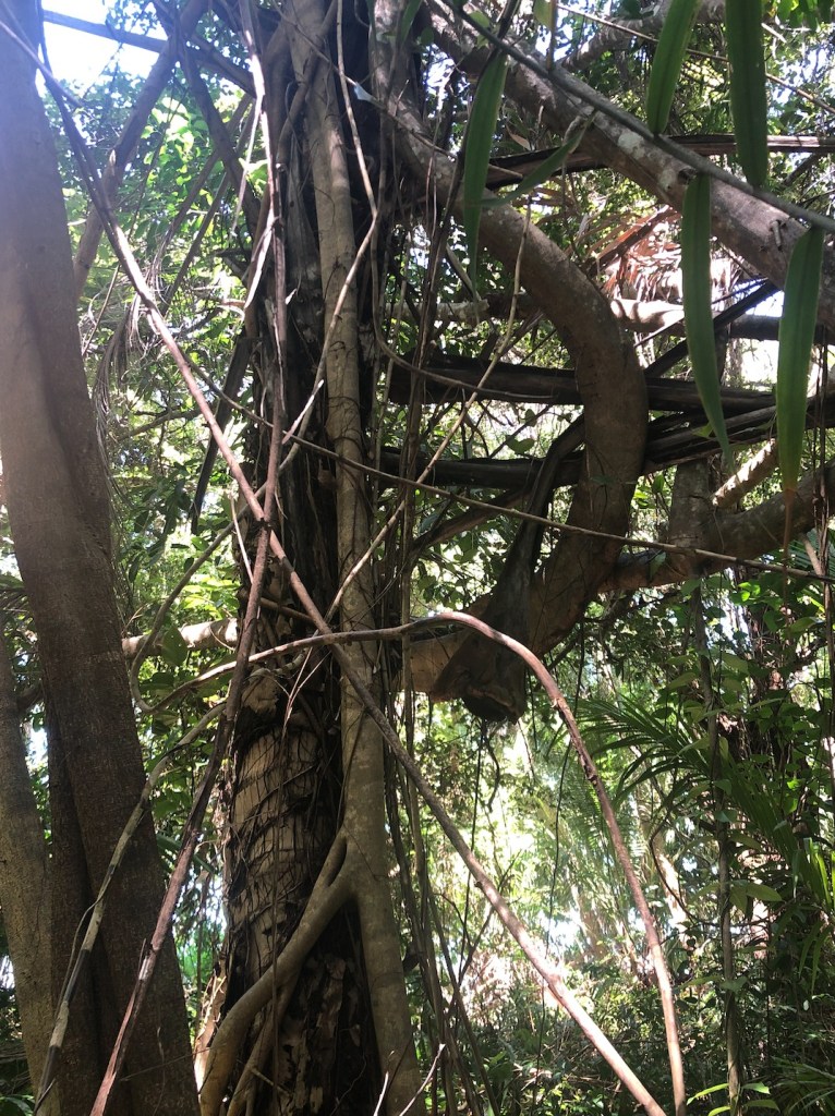 A mature coconut palm inside the littoral forest on Four Mile Beach being strangled and killed by a young coastal banyan, Ficus microcarpa