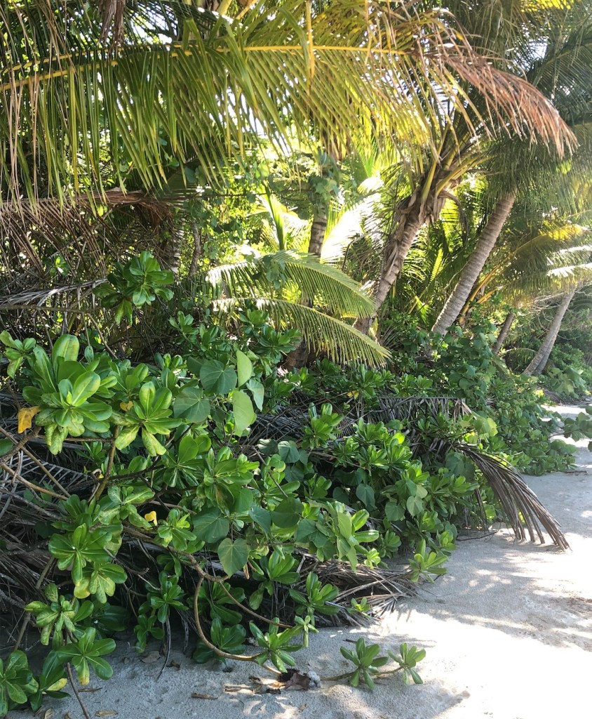 Research shows that the deep roots of coconuts stabilise the frontal dunes and their fallen fronds and nuts, prevent erosion by the wind and tides by trapping sand to build up the dunes.